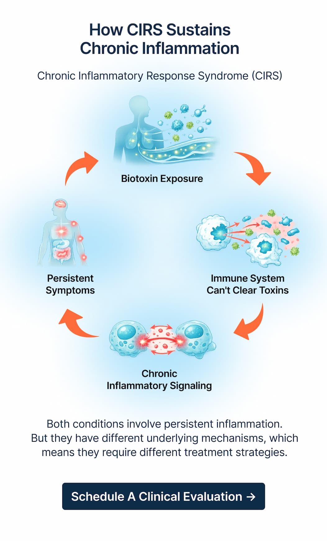 How CIRS Sustains Chronic Inflammation