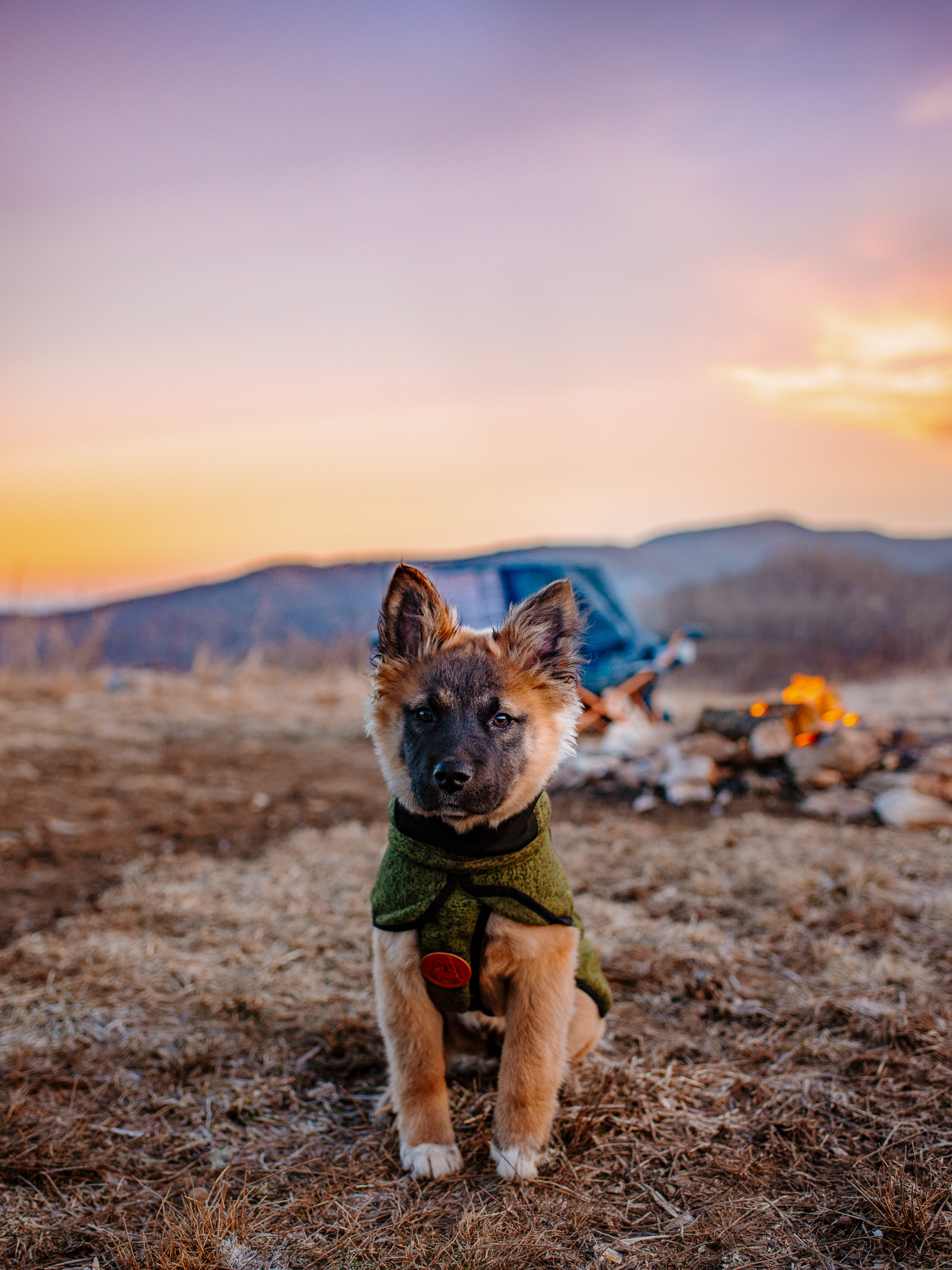 Product Spotlight Fleece Jackets (for dogs!) Wilderdog