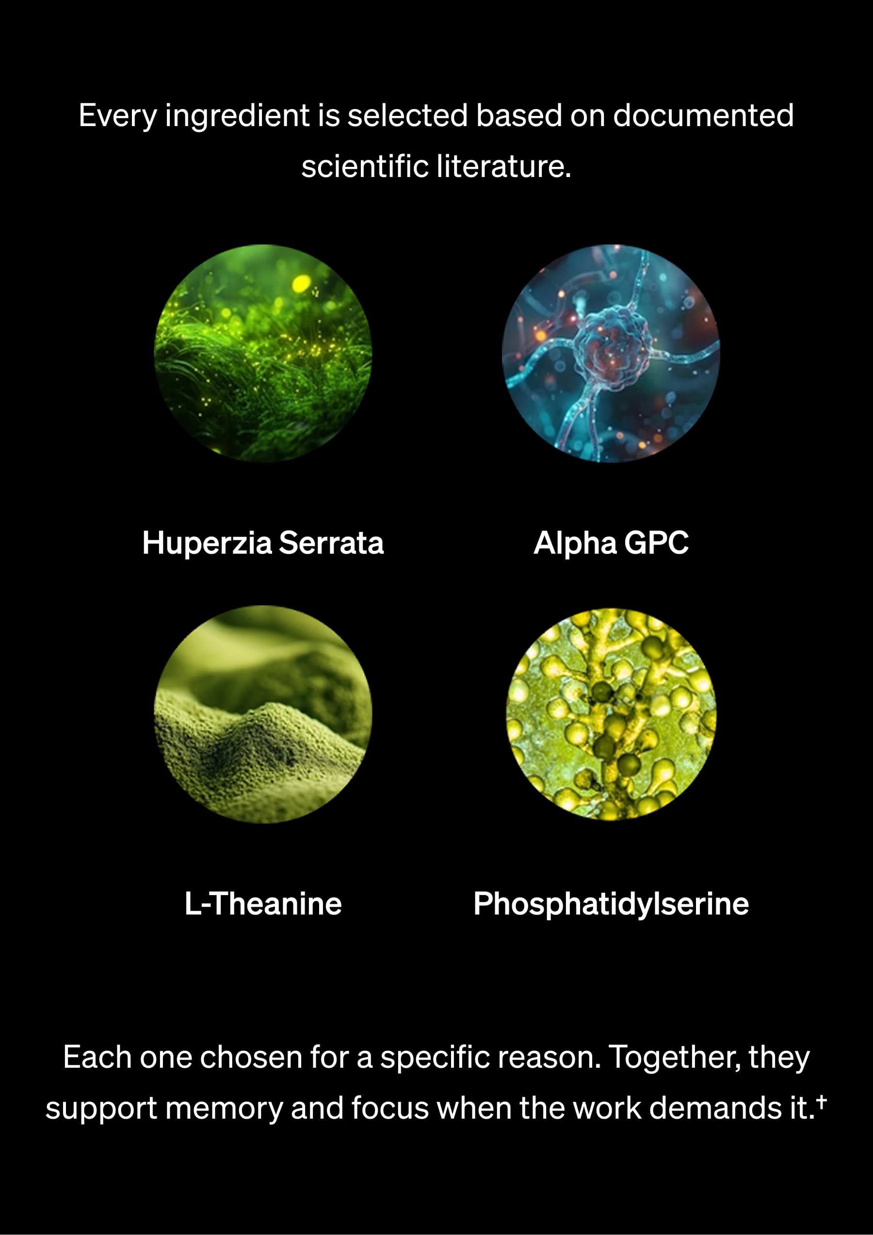 Every ingredient is selected based on documented scientific literature. | Huperzia Serrata | Alpha GPC | L-Theanine | Phosphatidylserine | Each one chosen for a specific reason. Together, they support memory and focus when the work demands it.†