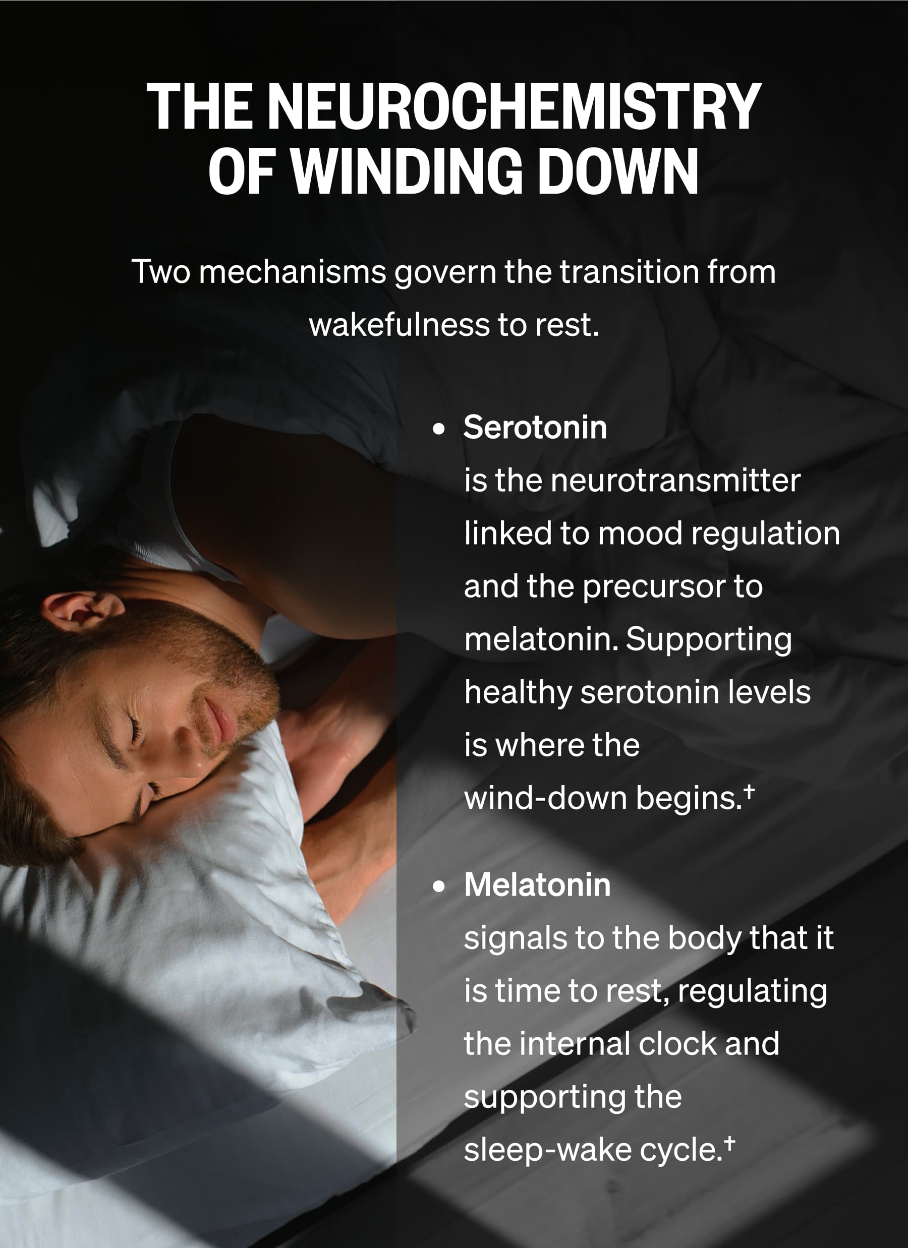 THE NEUROCHEMISTRY OF WINDING DOWN. Two mechanisms govern the transition from wakefulness to rest. Serotonin is the neurotransmitter linked to mood regulation and the precursor to melatonin. Supporting healthy serotonin levels is where the wind-down begins.† Melatonin signals to the body that it is time to rest, regulating the internal clock and supporting the sleep-wake cycle.†