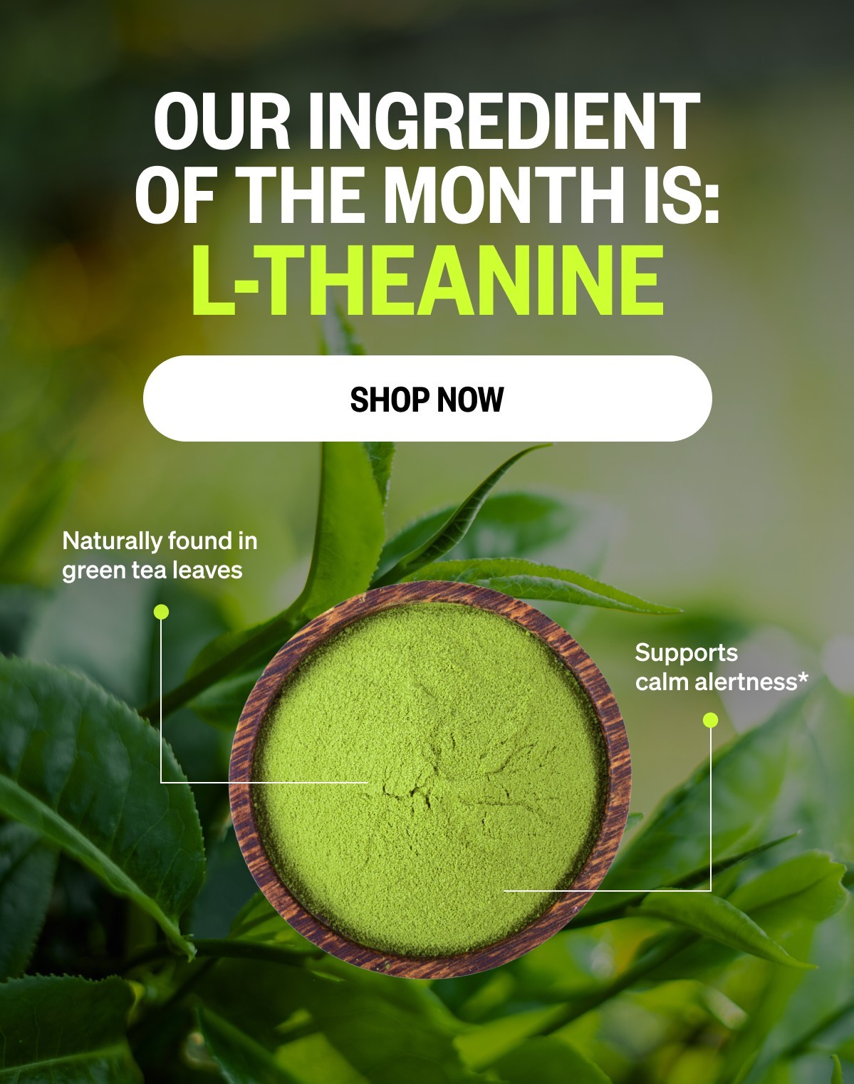 Our ingredient of the month is:  L-Theanine