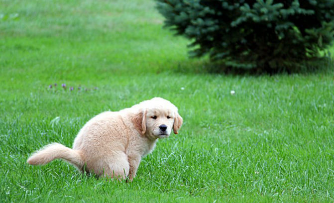 Dog Pooping - Pets Love Surprises