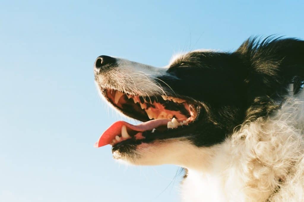 Pet Toothbrush