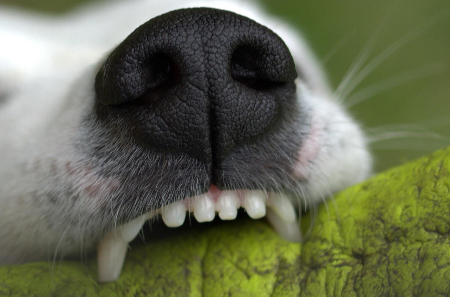 Pet Dog Canines Tooth