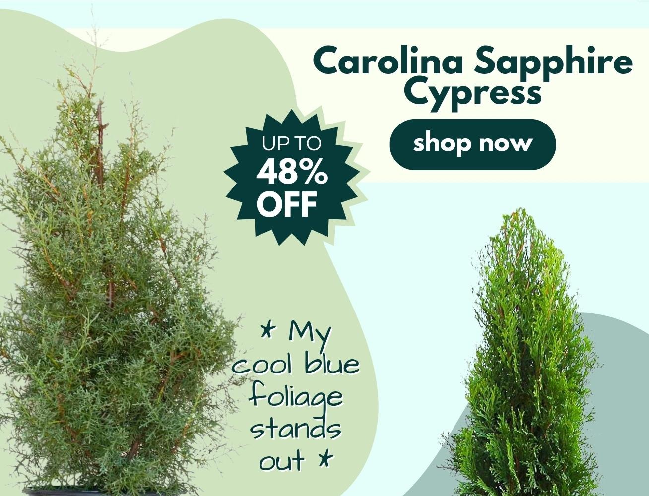 Woodie's Featured Favorites Evergreen Tree Edition🌲🌲🌲 Garden Goods