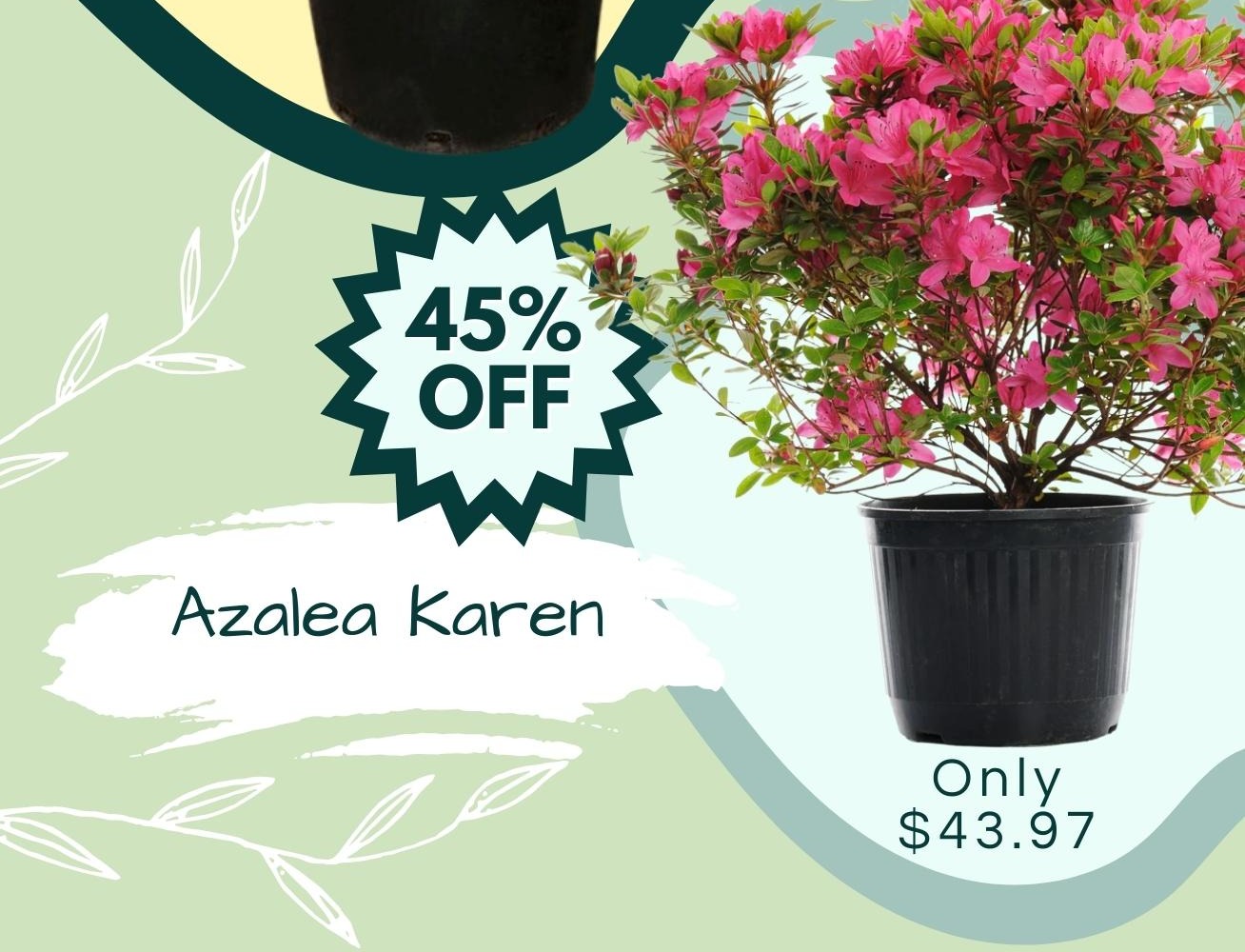 Enhance Your Landscape With Foundation Shrubs ON SALE FOR A LIMITED