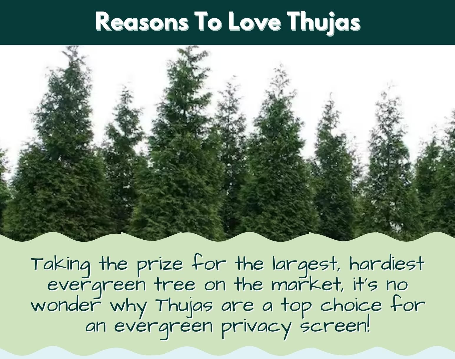 🌲The Perfect Privacy Screen Tree Thuja Green Giants!🌲 Garden Goods