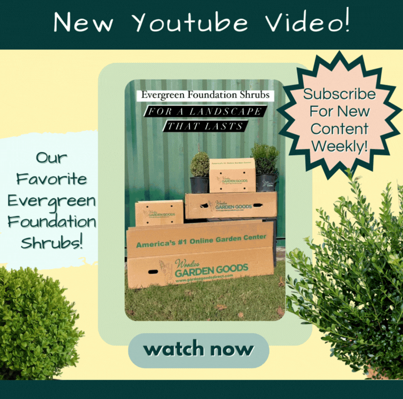 Enhance Your Landscape With Foundation Shrubs ON SALE FOR A LIMITED