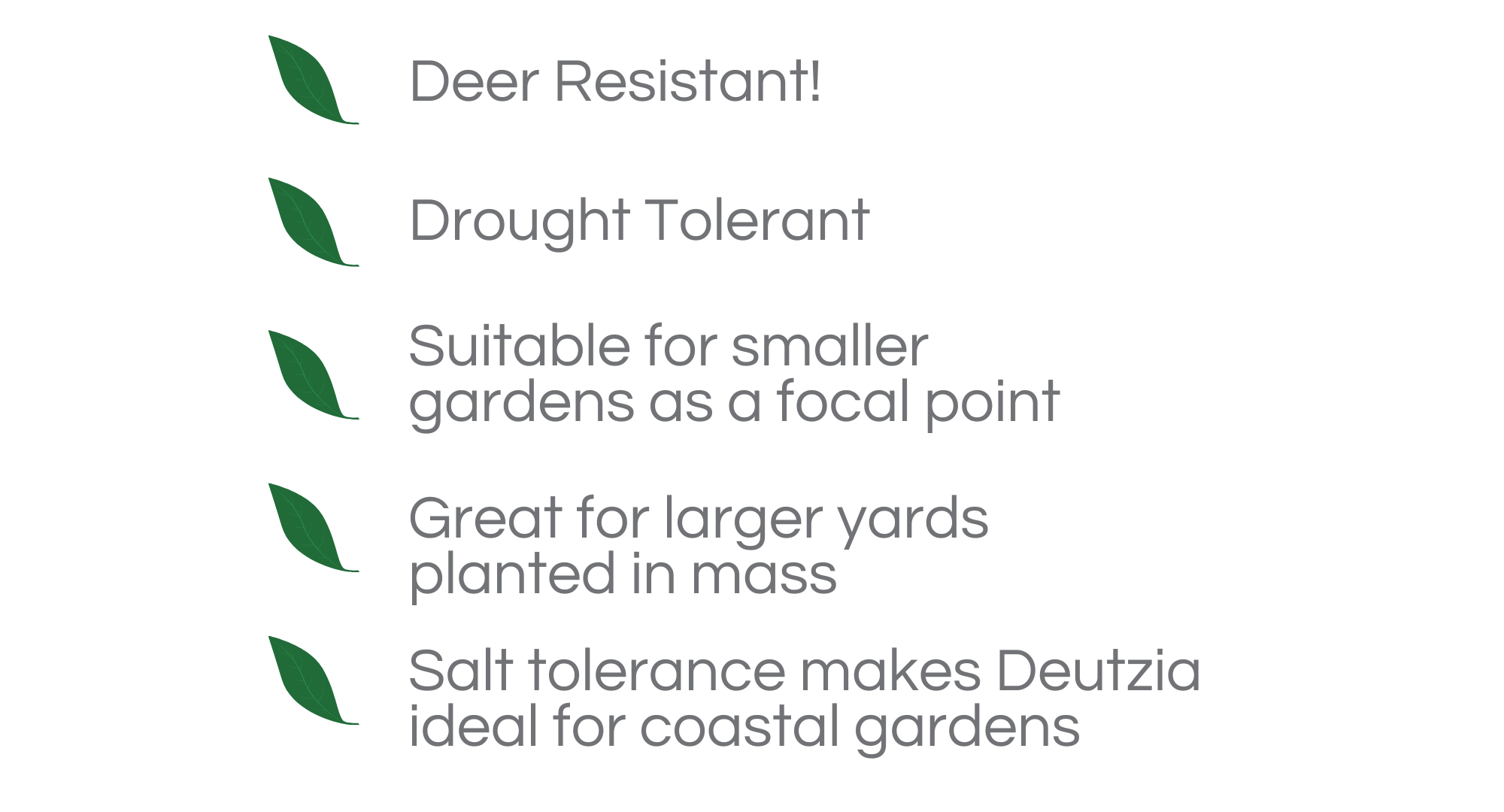 🌟Woodie's Plant of The Week Deutzia Garden Goods Direct