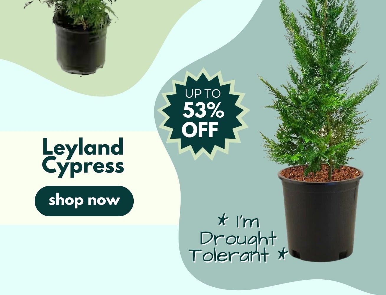 Woodie's Featured Favorites Evergreen Tree Edition🌲🌲🌲 Garden Goods