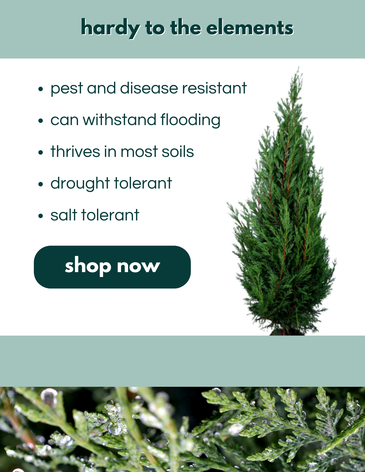 🌲Woodie's Plant of The Week IS ON SUPER SALE Leyland Cypress🌲 Garden