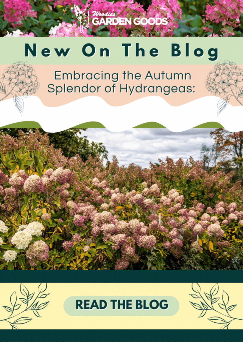 Exploring The Beauty of Hydrangeas In Fall 🍂 Garden Goods Direct