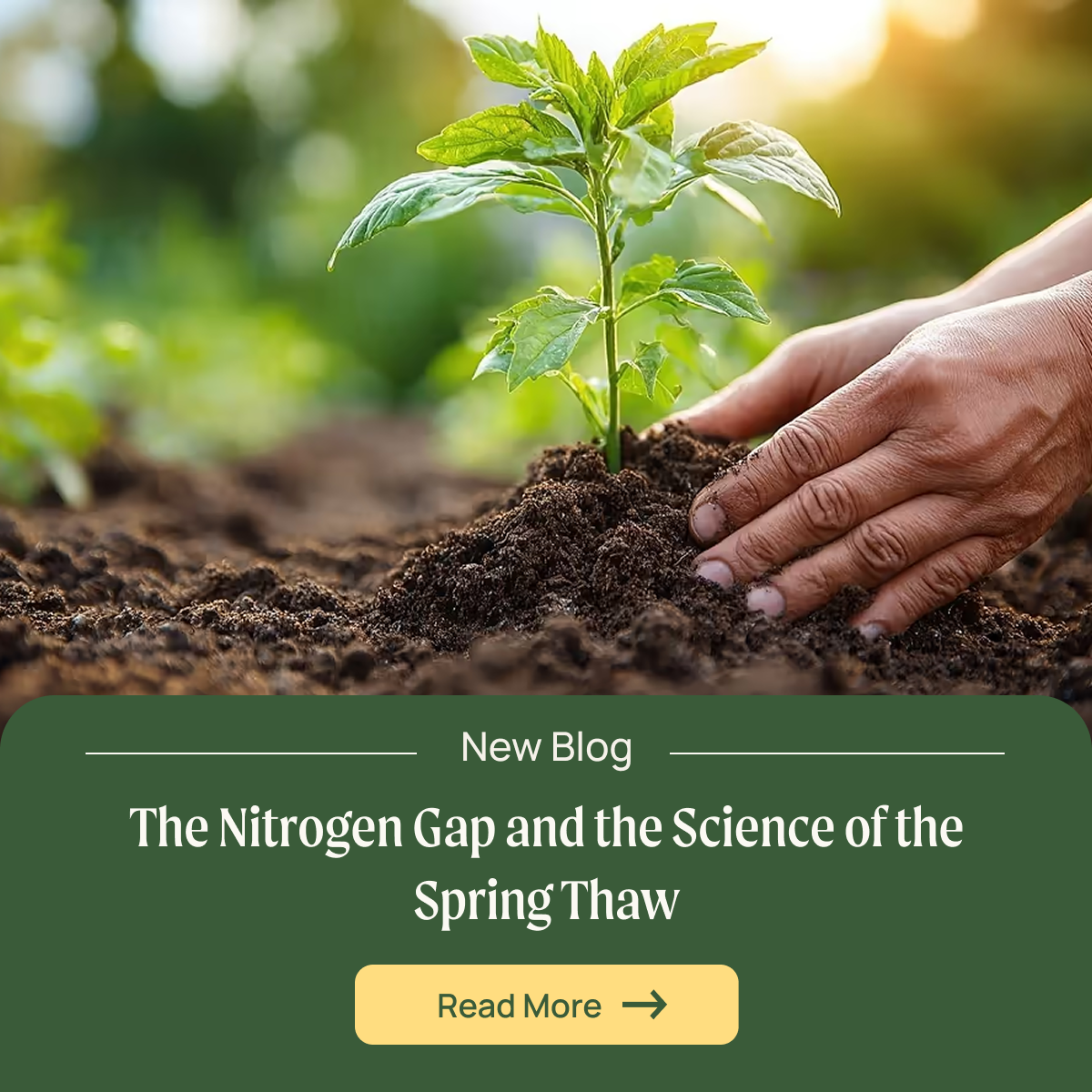 an image of a person holding a plant in the dirt