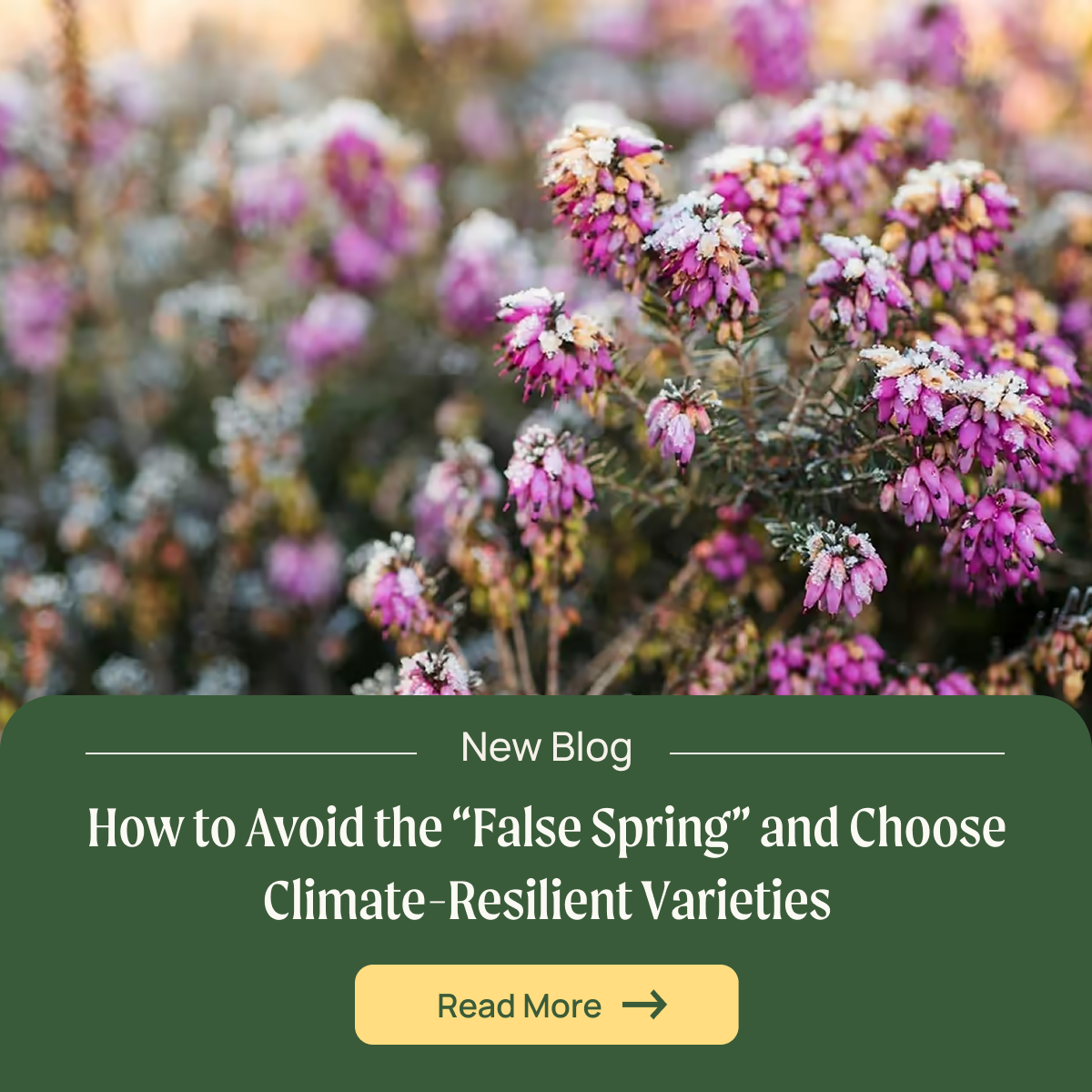 an image of a field of flowers with the title how to avoid the false spring and choose climate