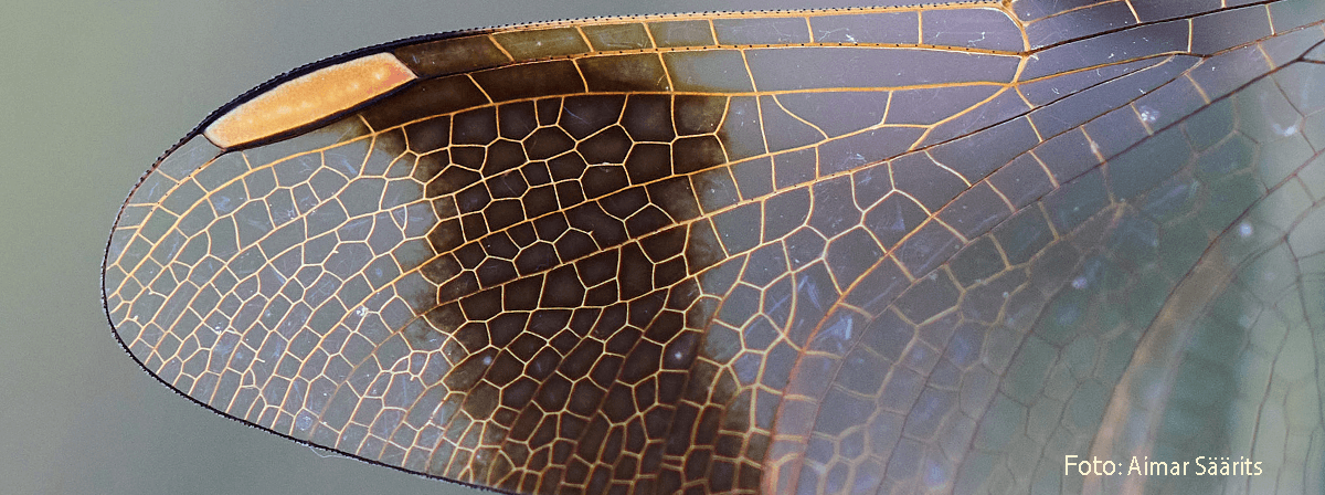 Mis saaks olla olulisem, kui olla Mina Ise?