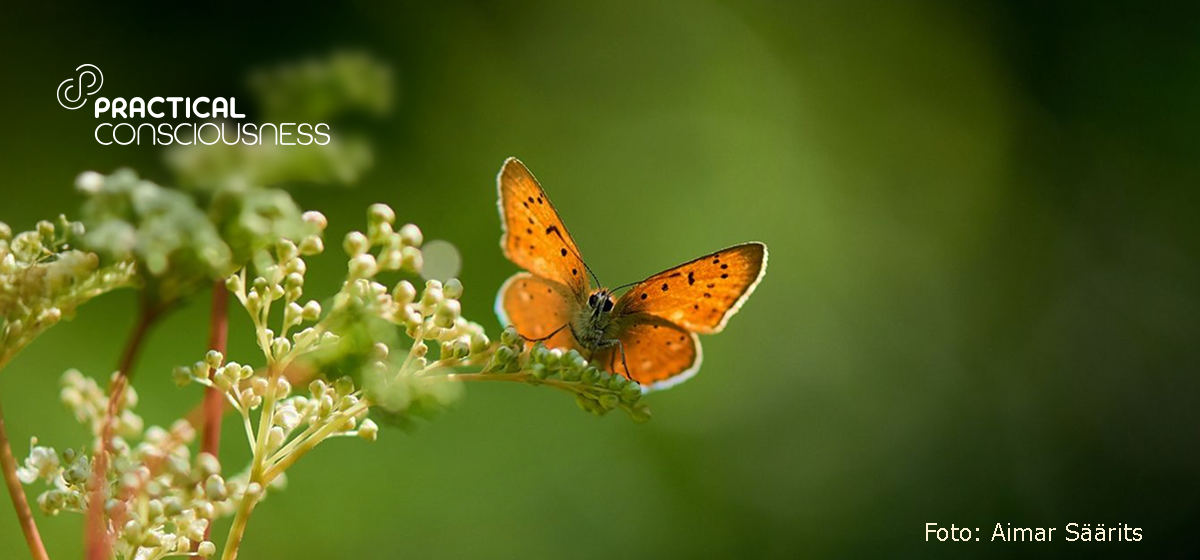 Practical Consciousness