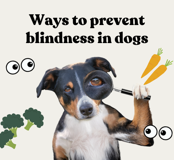 Ways to prevent blindness in dogs🐕 Sniff and Bark