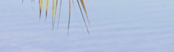 Tropical palm fronds against blue sky