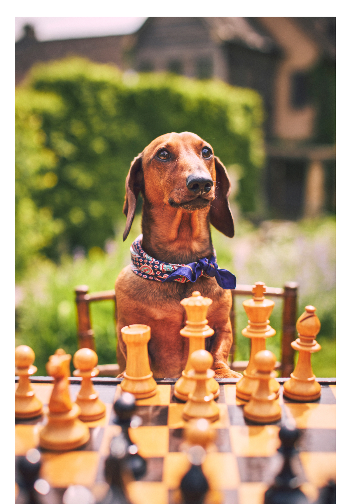 Dachshund dog wearing a blue bandana sitting behind a chess board outdoors