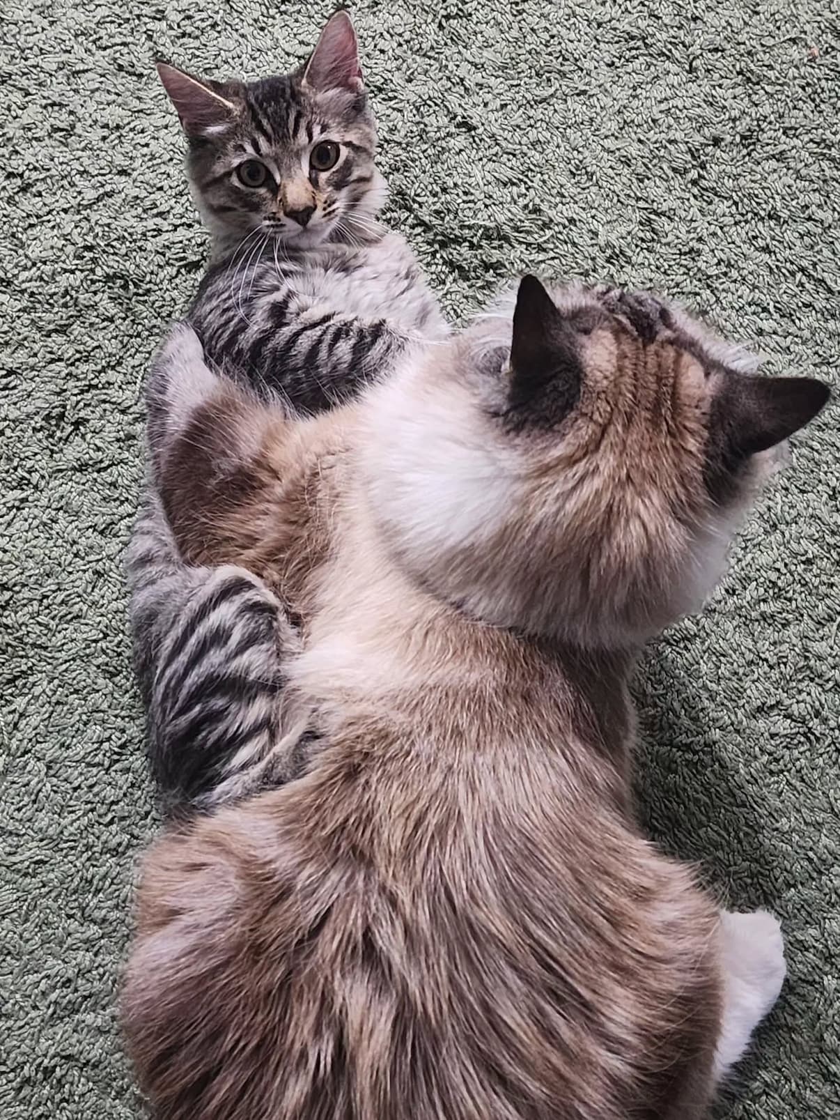 Sir Leto, the 15 lb gentle giant, pinning down 2B, our new kitten (yes, 2B is his name. It's from a video game called Nier) Sir Leto, the 15 lb gentle giant, pinning down 2B, our new kitten (yes, 2B is his name. It's from a video game called Nier)