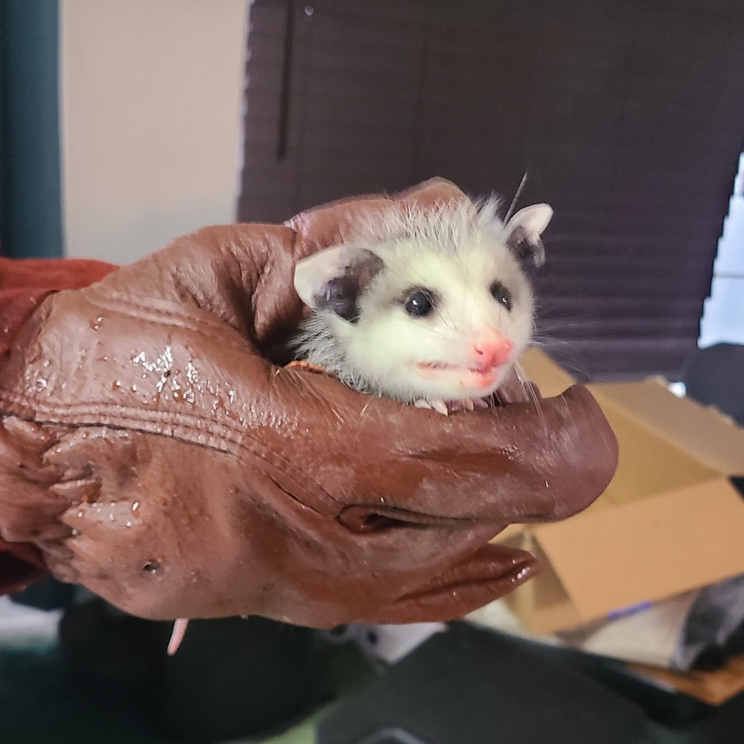 baby possum 1