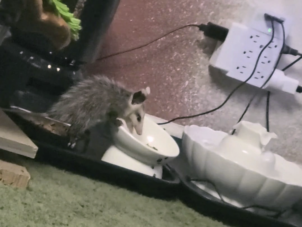 baby possum 2