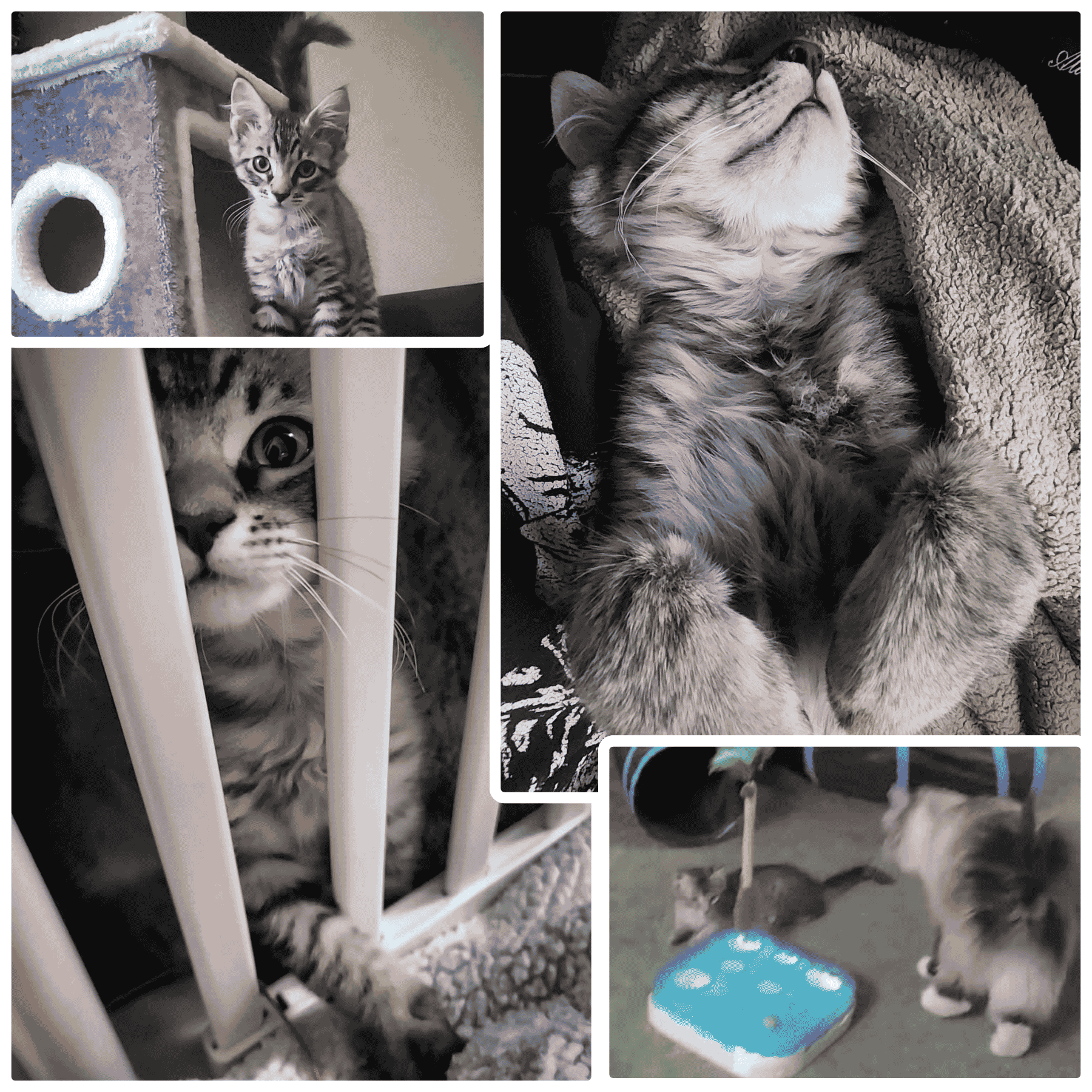 photo collage of our new kitten photo collage of our new kitten