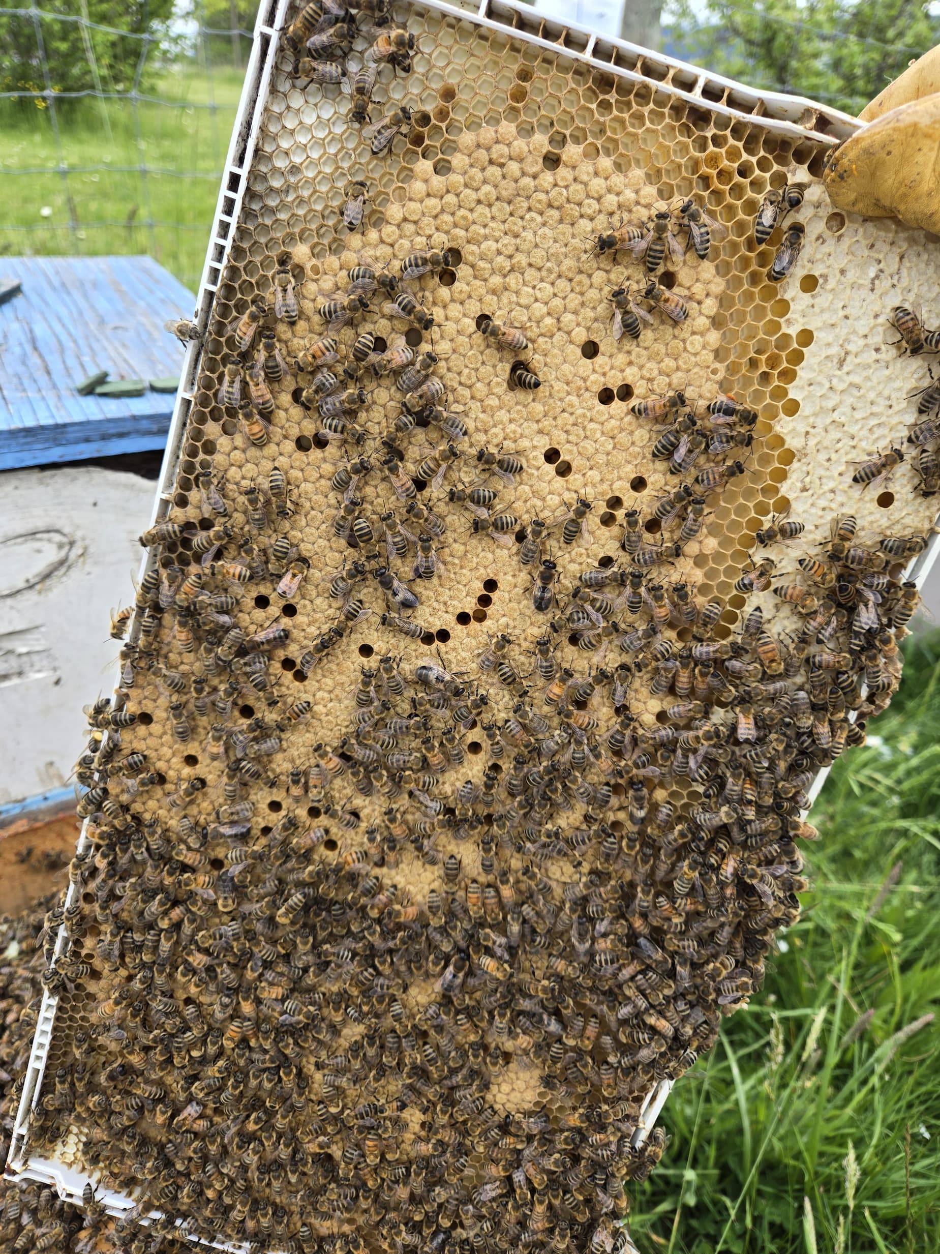 A very organized frame of brood laid by a Buckfast queen