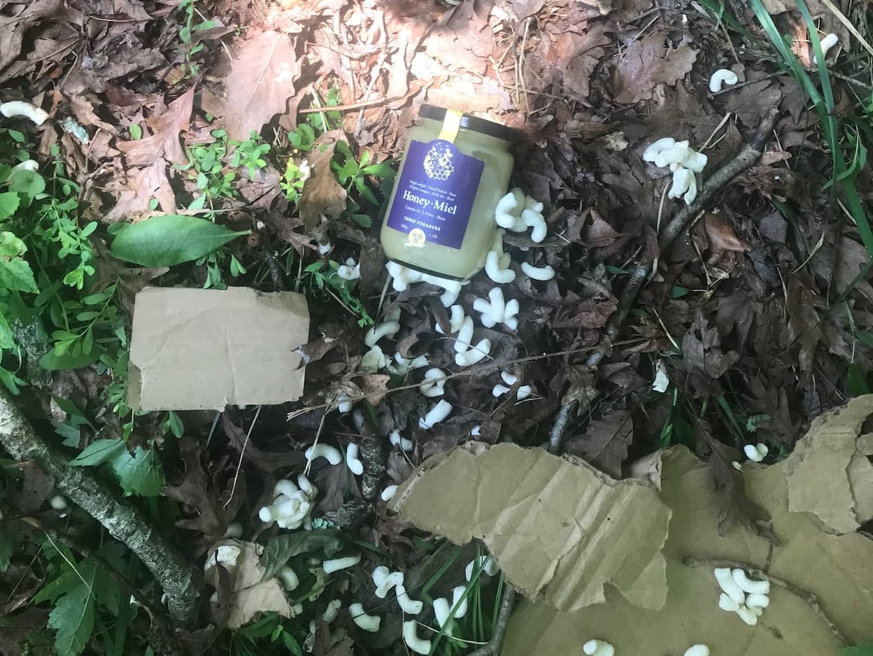 Three Foragers Honey jar laying on the ground next to a torn package