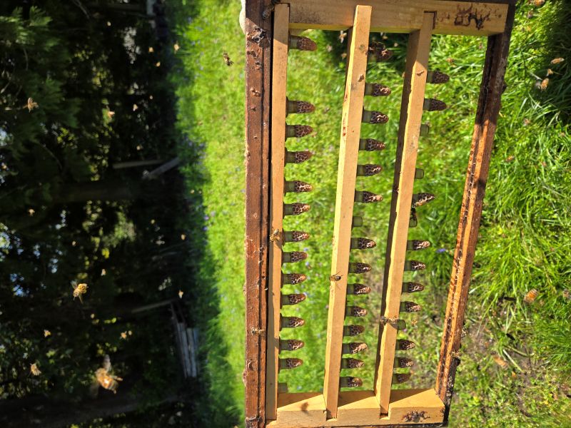 A frame of queen cells made from our own bees