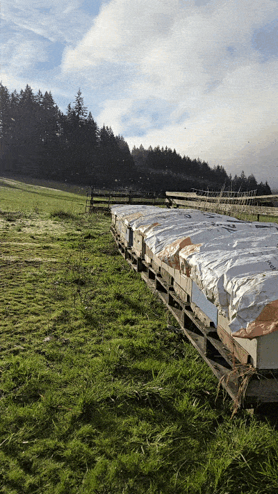 Sunshine hitting our hives at one of our Vancouver Island winter yards
