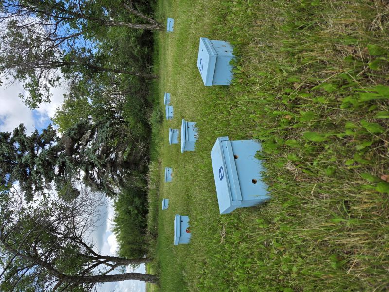 Mini hives used for mating our own queens sitting in a grassy field