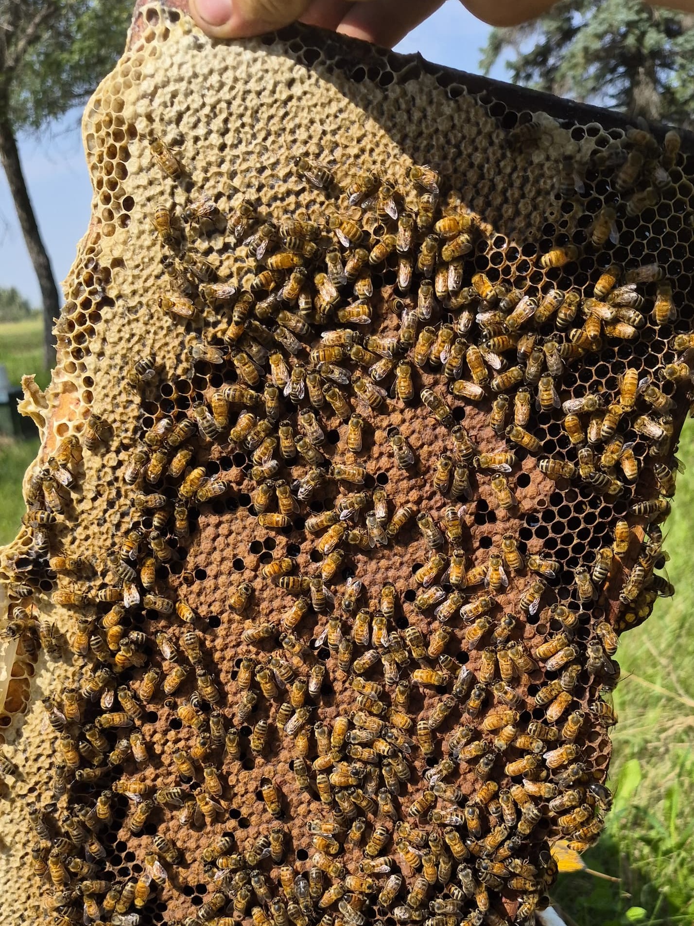 A well organized brood frame: honey stores are covered in light wax around the perimeter, brood (baby bees) are covered in dark wax in the middle of the frame. The brood wax is darker because the bees walk over it more often.