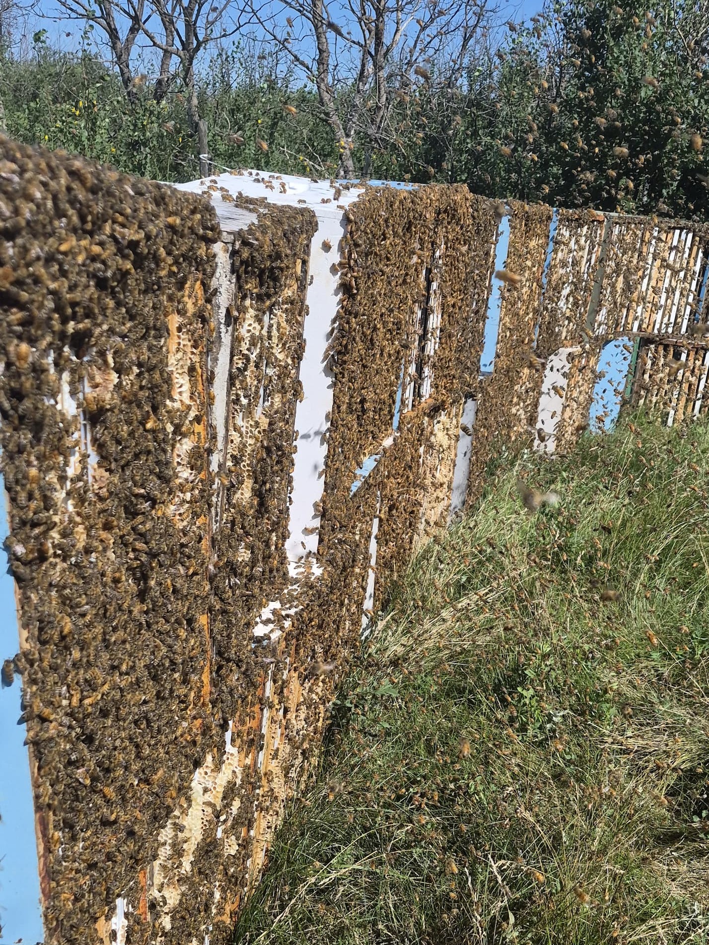 Honey boxes full of foraging bees