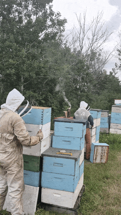 Pulling honey boxes off the hives.