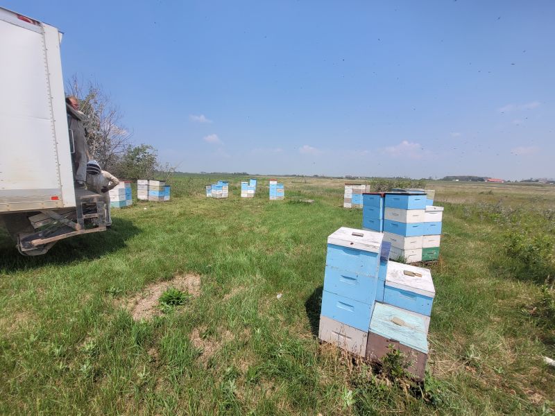 Honey boxes stacked on hives