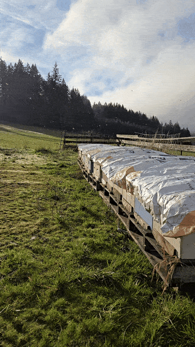 The hives all wrapped and tarped for winter at one of our Vancouver Island yards