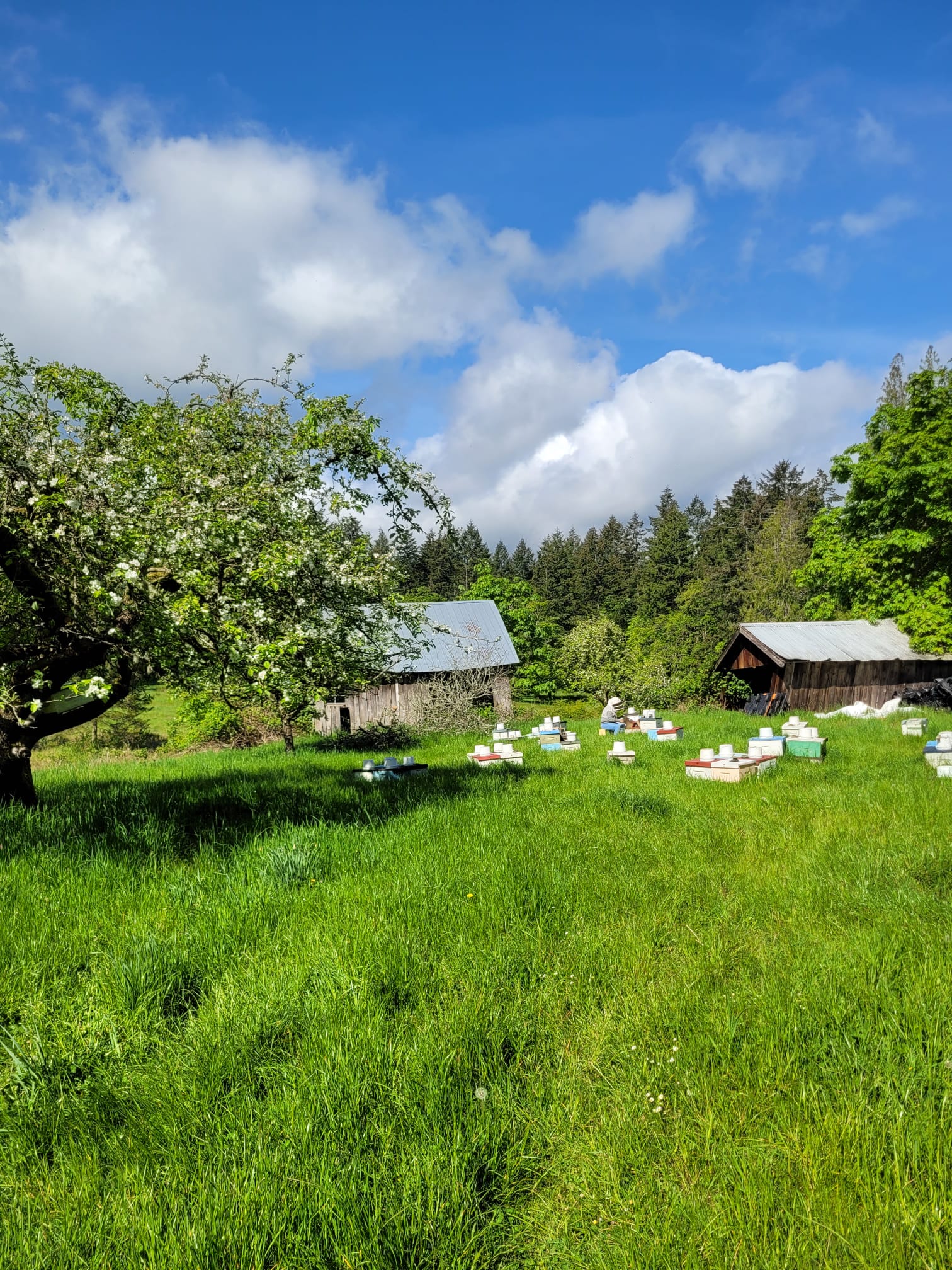 A couple of sheds surrounded by bee hives amid a grassy field