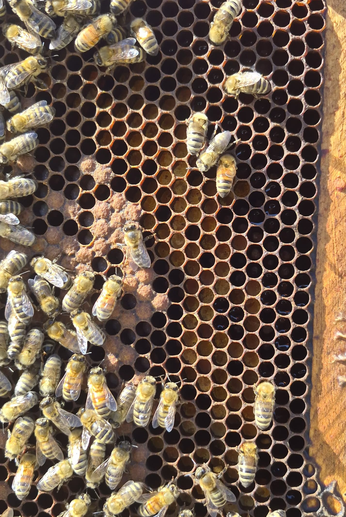 These cells in the middle contain freshly packed yellow and orange pollen