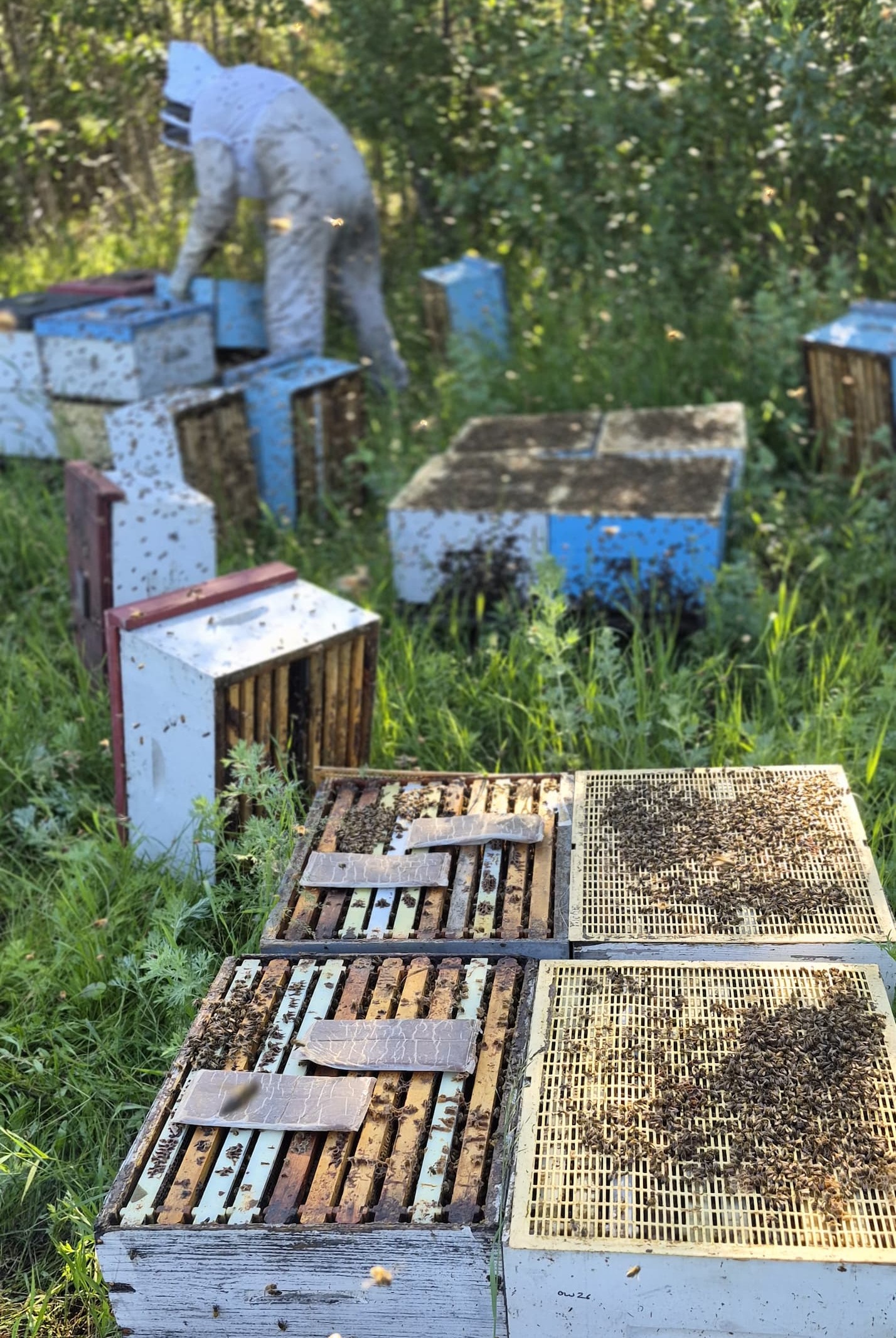 Our crew putting out formic acid pads on the brood boxes to help kill Varroa mites in the hives