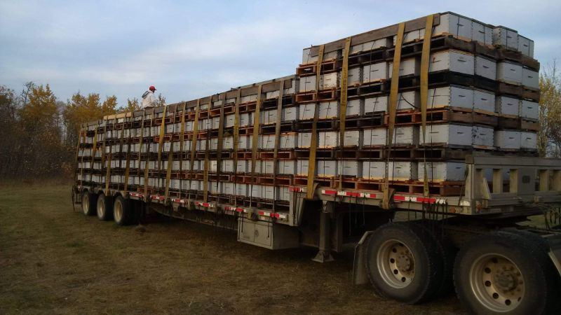 A semi trailer loaded with many beehives