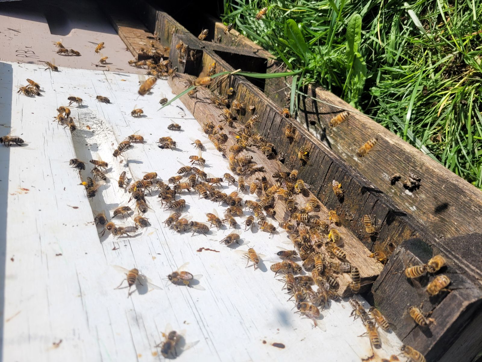 Bees coming into the hives with yellow pollen sacs
