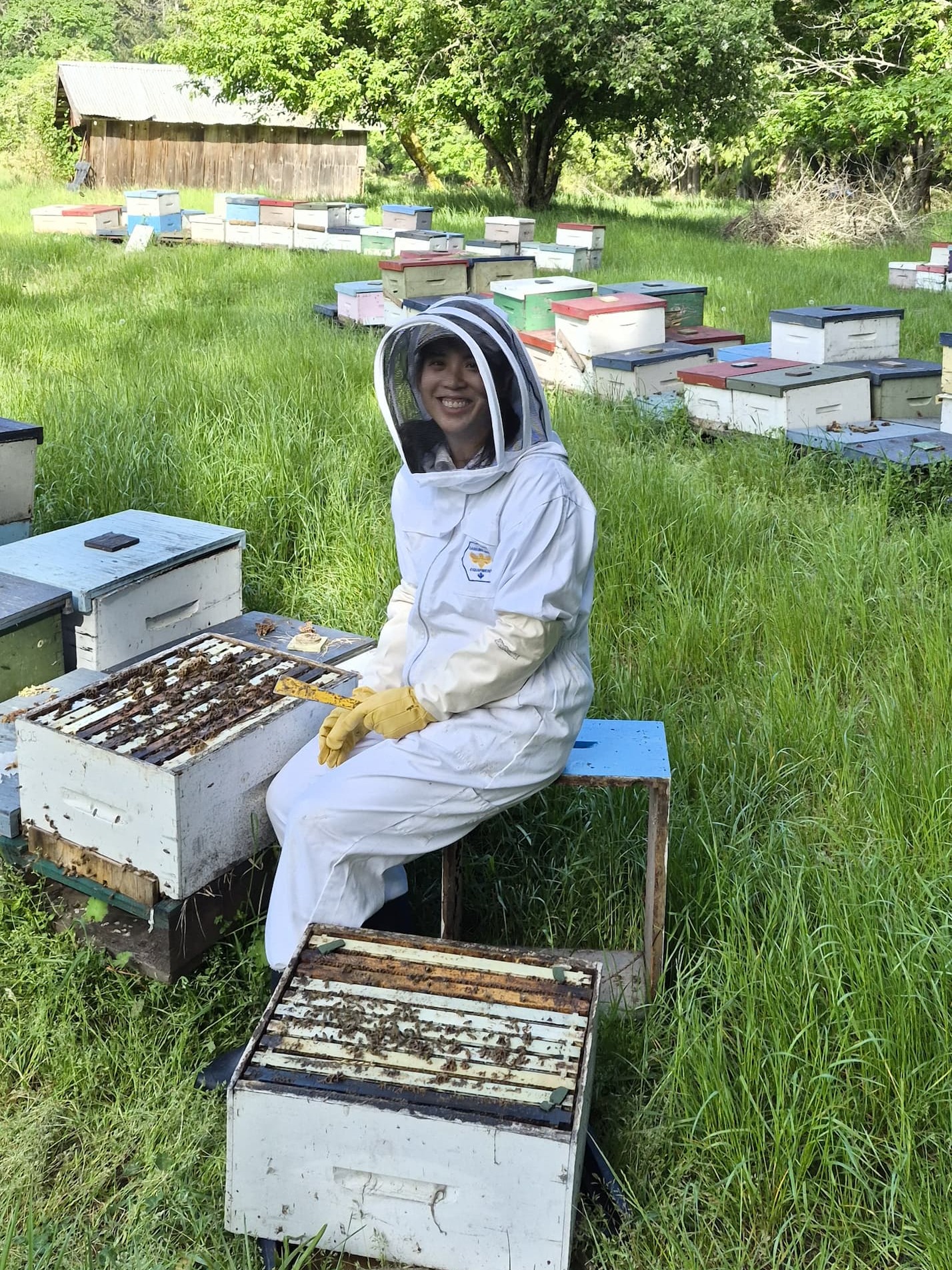 Bee hives after the honey boxes are taken off