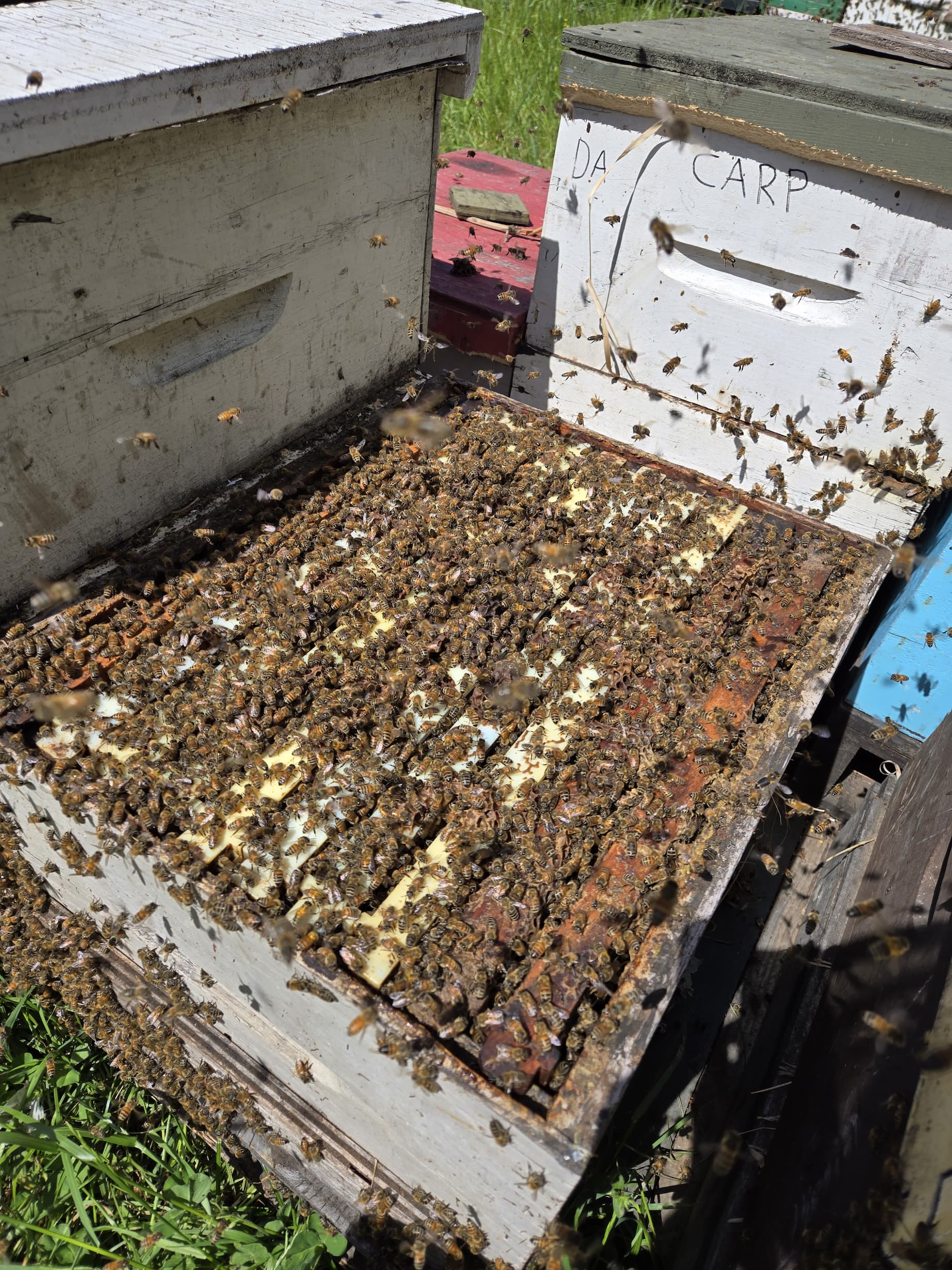 A big, strong hive ready to be split into two
