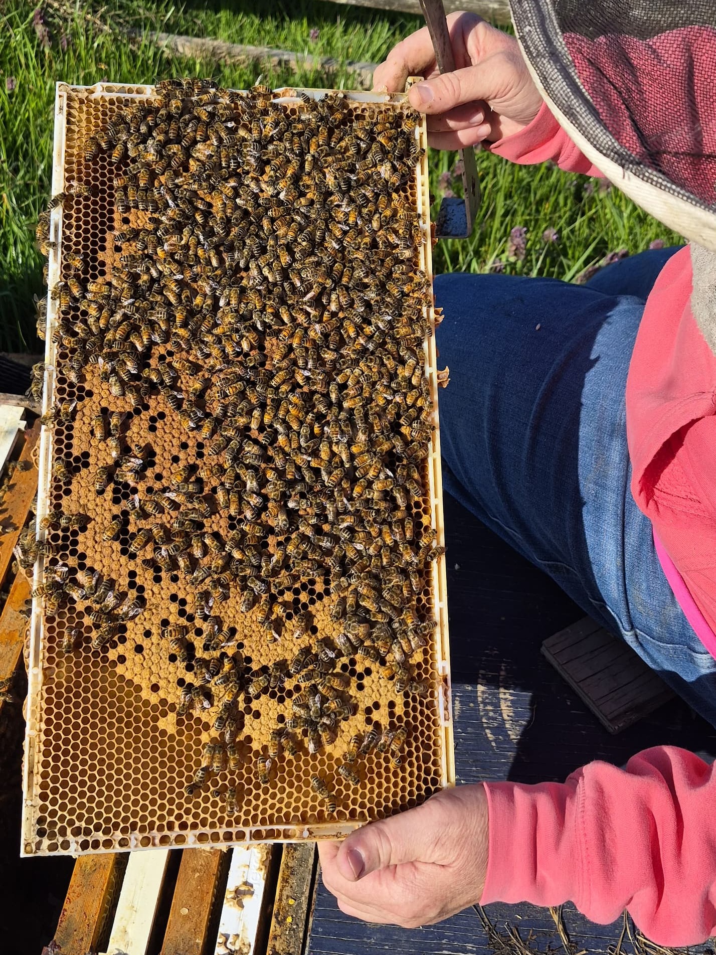 A first peek into our hives this spring