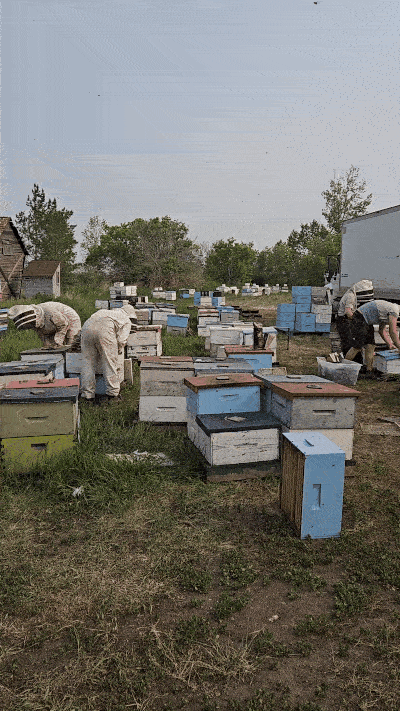 A GIF showing a crew of people moving around beehives next to a truck