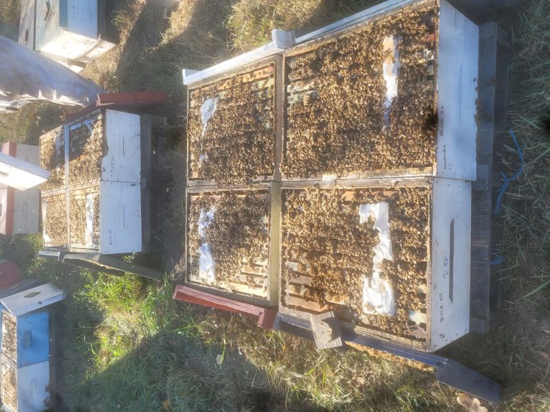 A pallet of bee hives with the tops removed and are crawling with bees