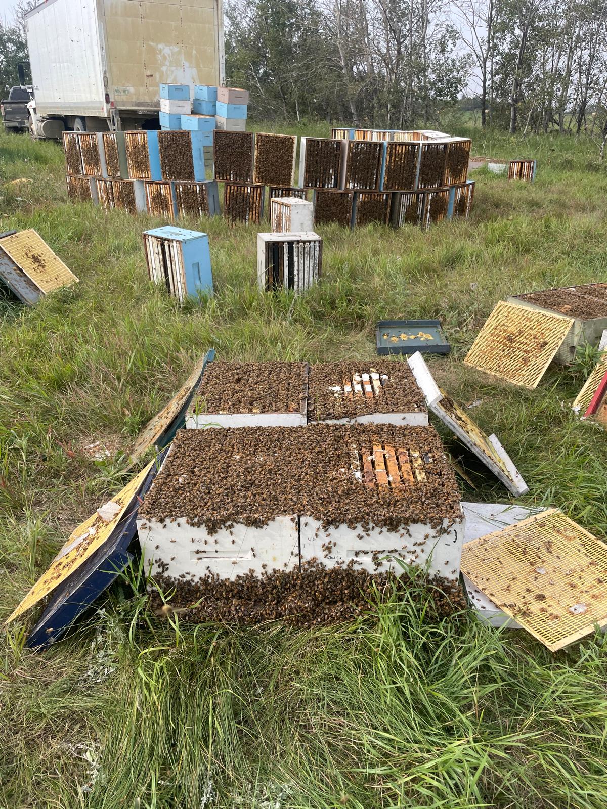 Bee hives after the honey boxes are taken off
