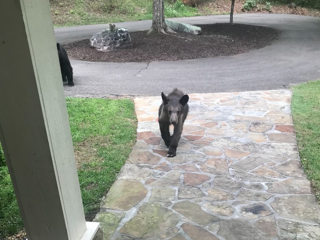 Bear walking up to the front door of the house