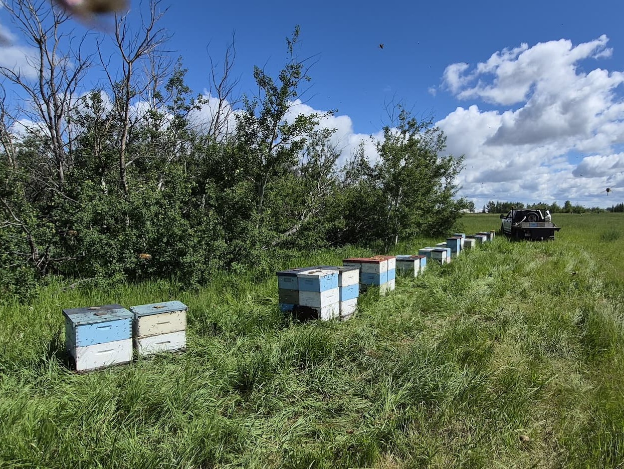 The first honey boxes going out on the yard